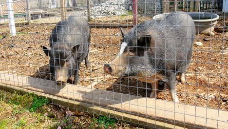 Schweine-In-Einem-Käfig-4k