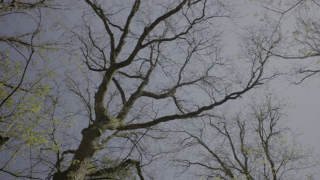 Rotate-upshot-looking-at-the-tree-branches-in-early-spring-and-blue-clear-sky