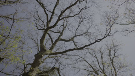 rotate upshot looking at the tree branches in early spring and blue clear sky
