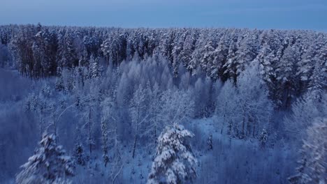 boreal seasonal forests covered with frost in early morning light aerial view