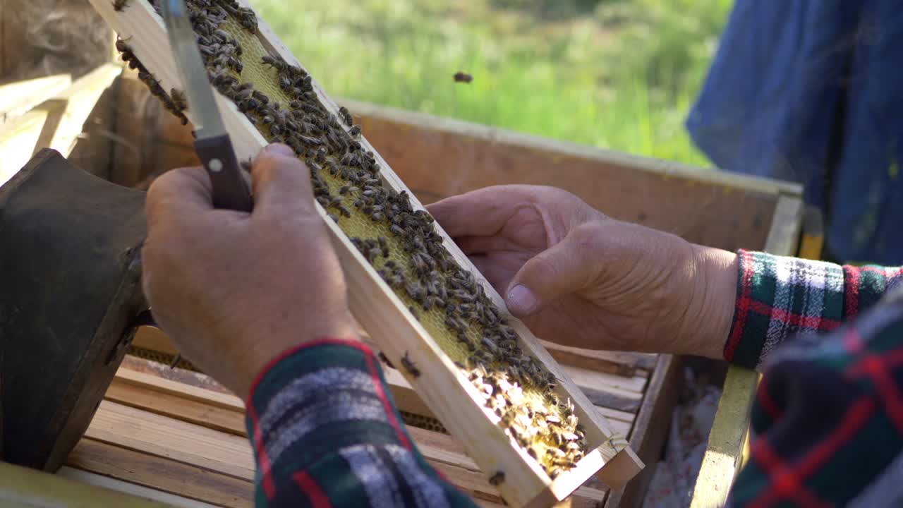 양봉가는 나무 벌집 프레임을 검사합니다