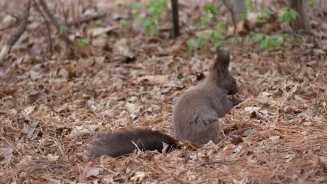 grey abert's squirrel found nut in fallen leaves and eating - side view