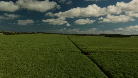 a low-rise aerial shot moving forward over a sugarcane plantation