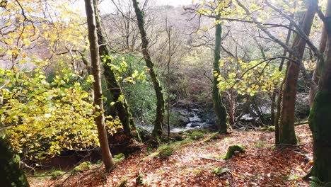 Senderismo-En-El-Arroyo-De-Montaña-En-El-Bosque-En-Las-Montañas-Comeragh-Waterford-Irlanda-En-Invierno