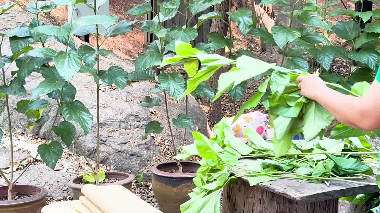 정원 에서 잎 을 분류 하는 사람