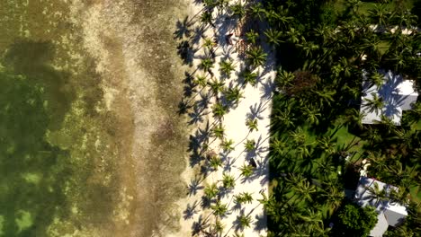 top down aerial showing shoreline curve between trees and gentle turquoise sea, natural backdrop background