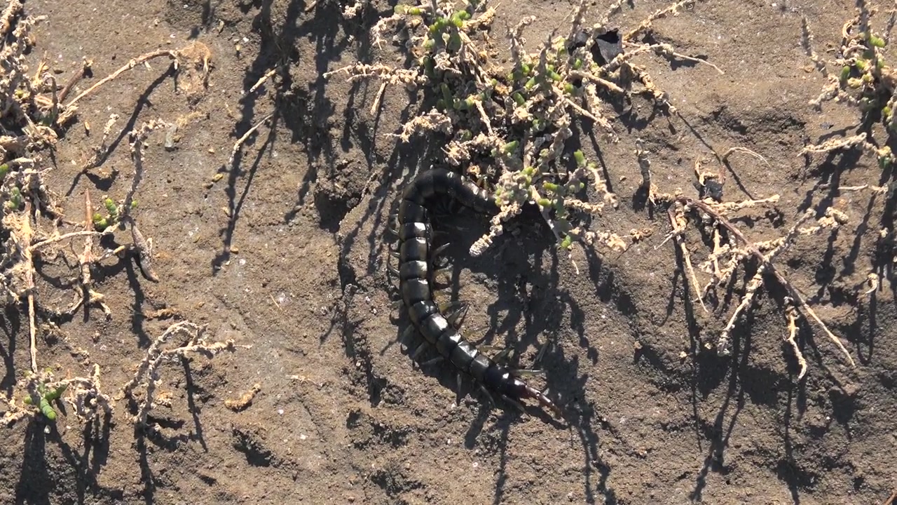 Centopeia Grande Rastejando em Solo de Terra Seca
