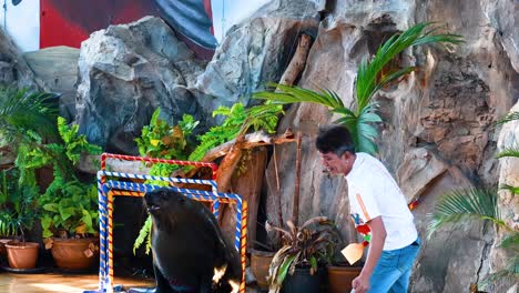 trainer interacts with sea lion in performance