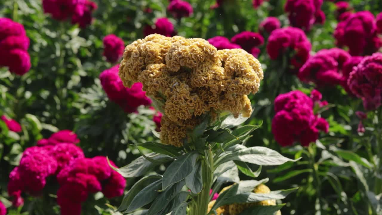 희귀한 희미하거나 알비노 벨 꽃의 영상