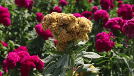 Aufnahmen-Einer-Seltenen-Blassen-Oder-Albino-Samtblume