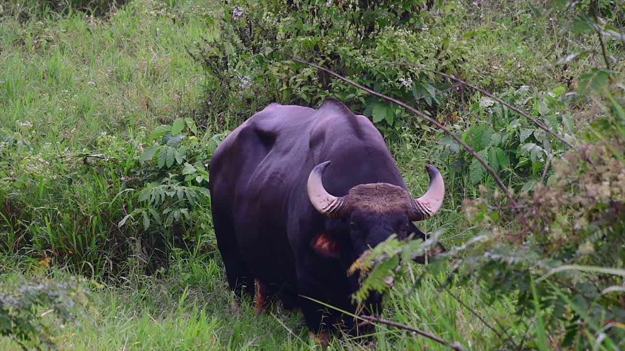 gaur 또는 인도 들소는 서식지 손실 및 사냥으로 인해 취약한 것으로 분류되는 남아시아 및 동남아시아에서 발견되는 현존하는 가장 큰 소과 같은 거대한 동물입니다.