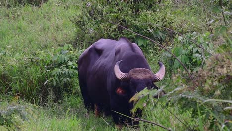 The-Gaur-or-the-Indian-Bison-is-a-massive-animal-as-the-largest-extant-bovine-found-in-the-South-and-Southeast-Asia-which-is-classified-as-Vulnerable-due-to-habitat-loss-and-hunting