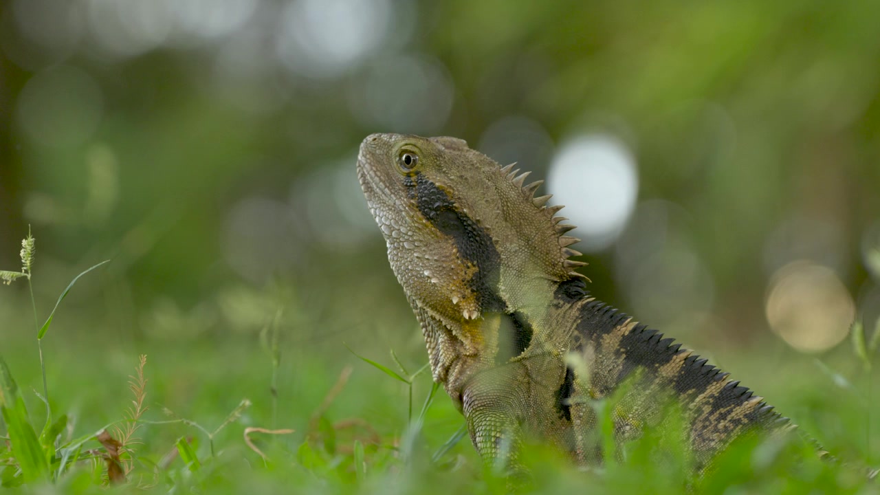 Iguana che si guarda intorno nell'erba e verso la fotocamera nei Giardini Botanici di Brisbane, Queensland, Australia