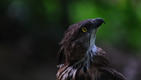 looking to top right side and then looks down and towards the left, pinsker's hawk-eagle nisaetus pinskeri, philippines