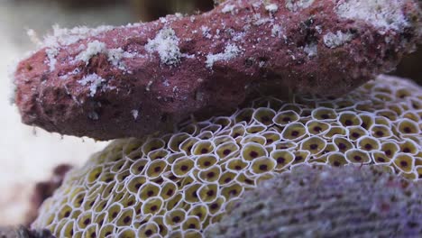 Flower-Urchin-close-up-with-rocks-covering-it,-at-Koh-Tao,-Thailand