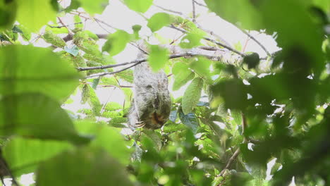 pale-throated sloth or three-toed sloth male, scratching his back while hanging in tree