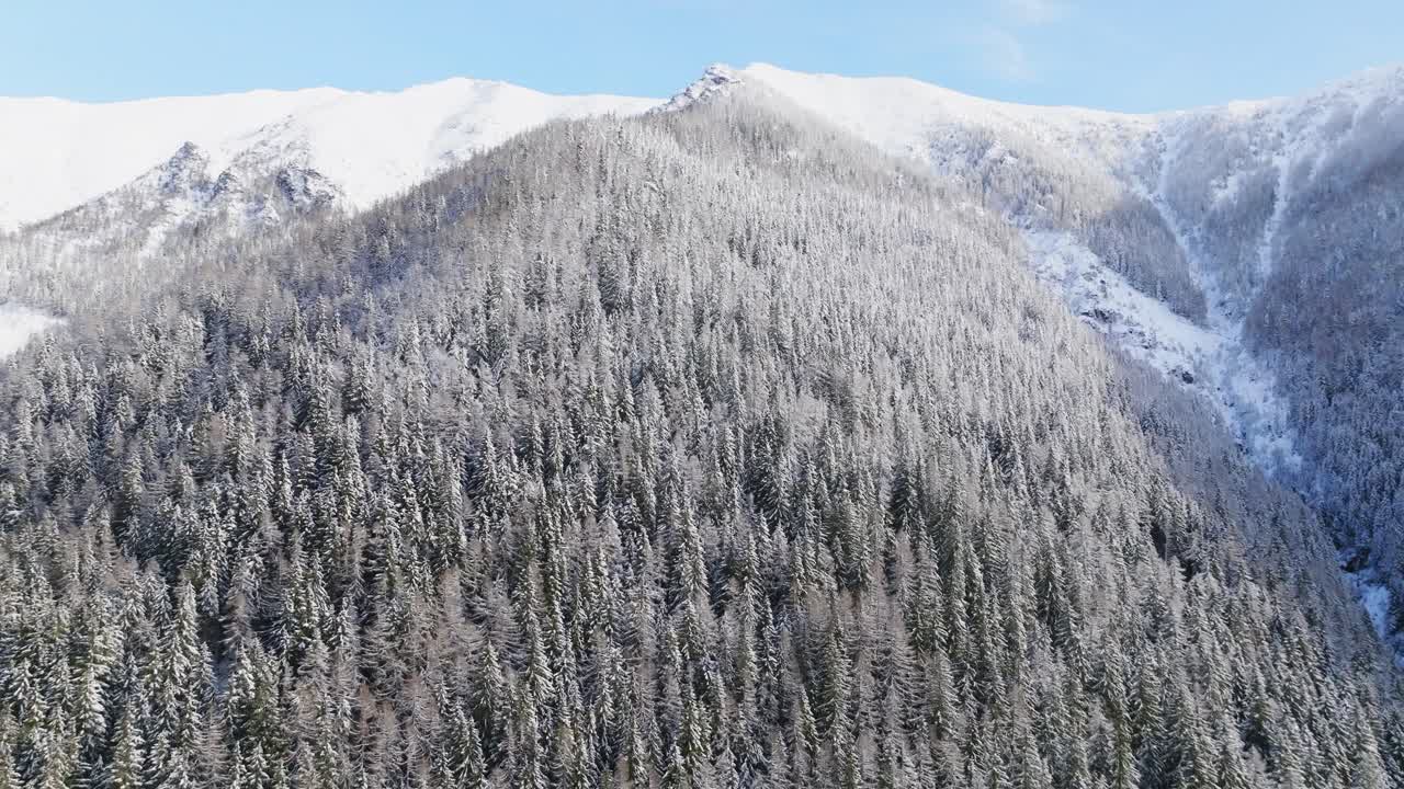 아름다운 은 겨울 날 눈으로 인 나무 숲이 있는 아름다운 높은 산 언덕