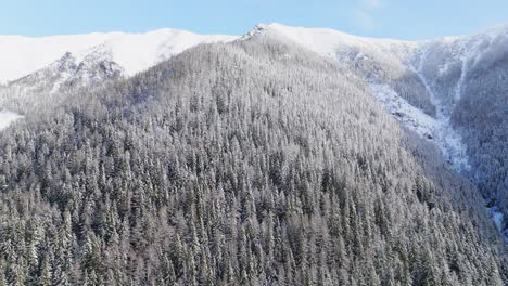 hermosa colina de alta montaña con bosque de árboles coníferos cubierto de nieve en un hermoso día soleado de invierno