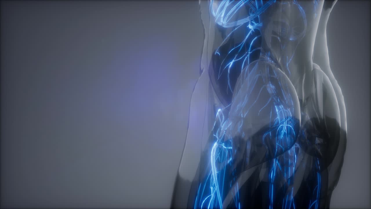 кровеносные сосуды человеческого тела