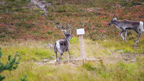 tagged collared winter reindeer running away from predators