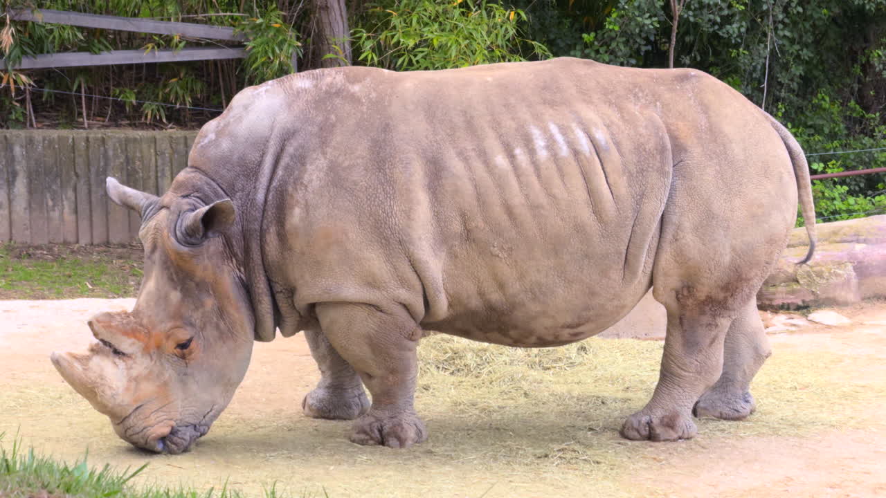 Close-up footage of a large rhinoceros calmly feeding outdoors, highlighting wildlife, mammal feeding behavior, ecological habitat, and natural tranquility