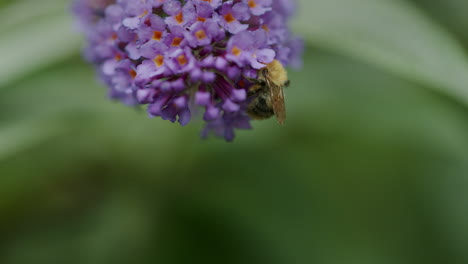 Bee-on-Buddleia-flower,-beautiful-lighting,-looking-for-nectar,-end-of-summer,-autumn