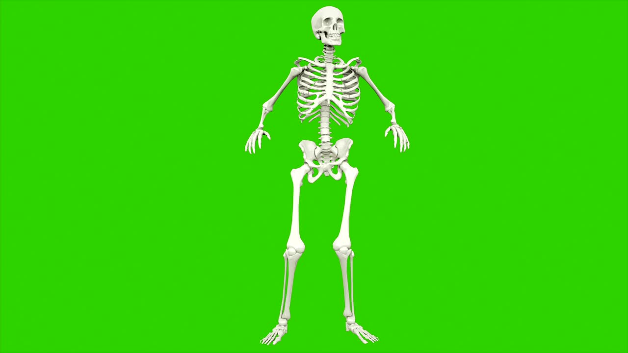 danza dello scheletro. animazione a loop senza soluzione di continuità sullo schermo verde.