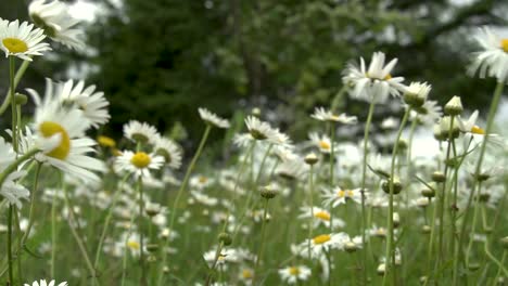una repentina ráfaga de viento sopla campo de margaritas silvestres y árboles de fondo