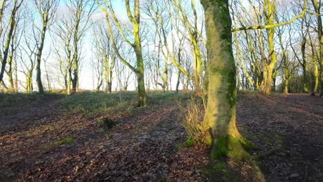 Fpv-drohne,-Die-Bei-Sonnenaufgang-Im-Naturpark-Durch-Leuchtendes-Herbstwaldlaub-Fliegt