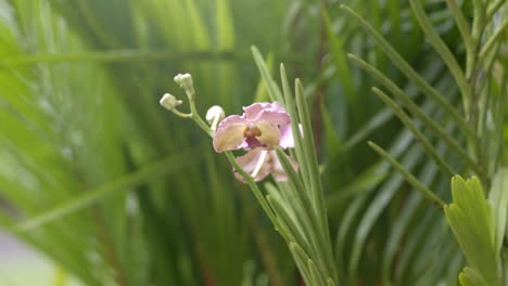 Purple-rose-moth-orchid-in-between-palm-trees,-light-rain-falling-in-background