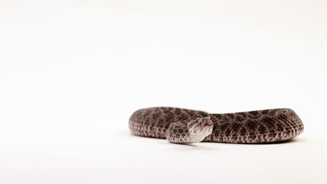 Silbidos-De-Serpiente-De-Cascabel-De-Massasauga---Disparo-En-La-Cabeza-Contra-El-Fondo-Blanco.