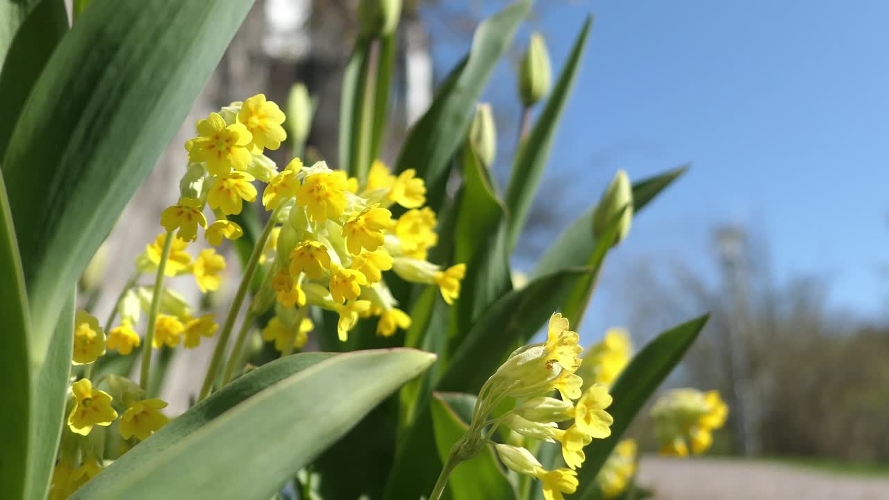 Bright yellow flower Cowslip growing in spring, happiness, joy and gratitude