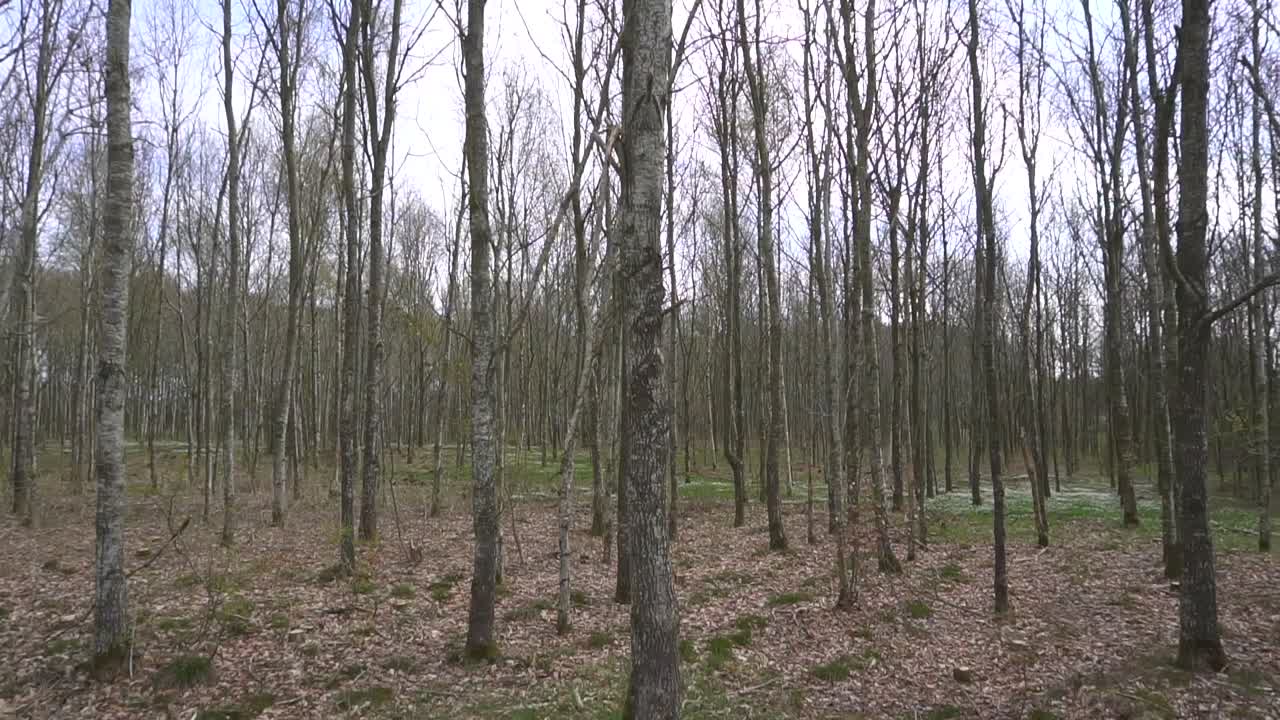 Inizio primavera nella foresta decidua