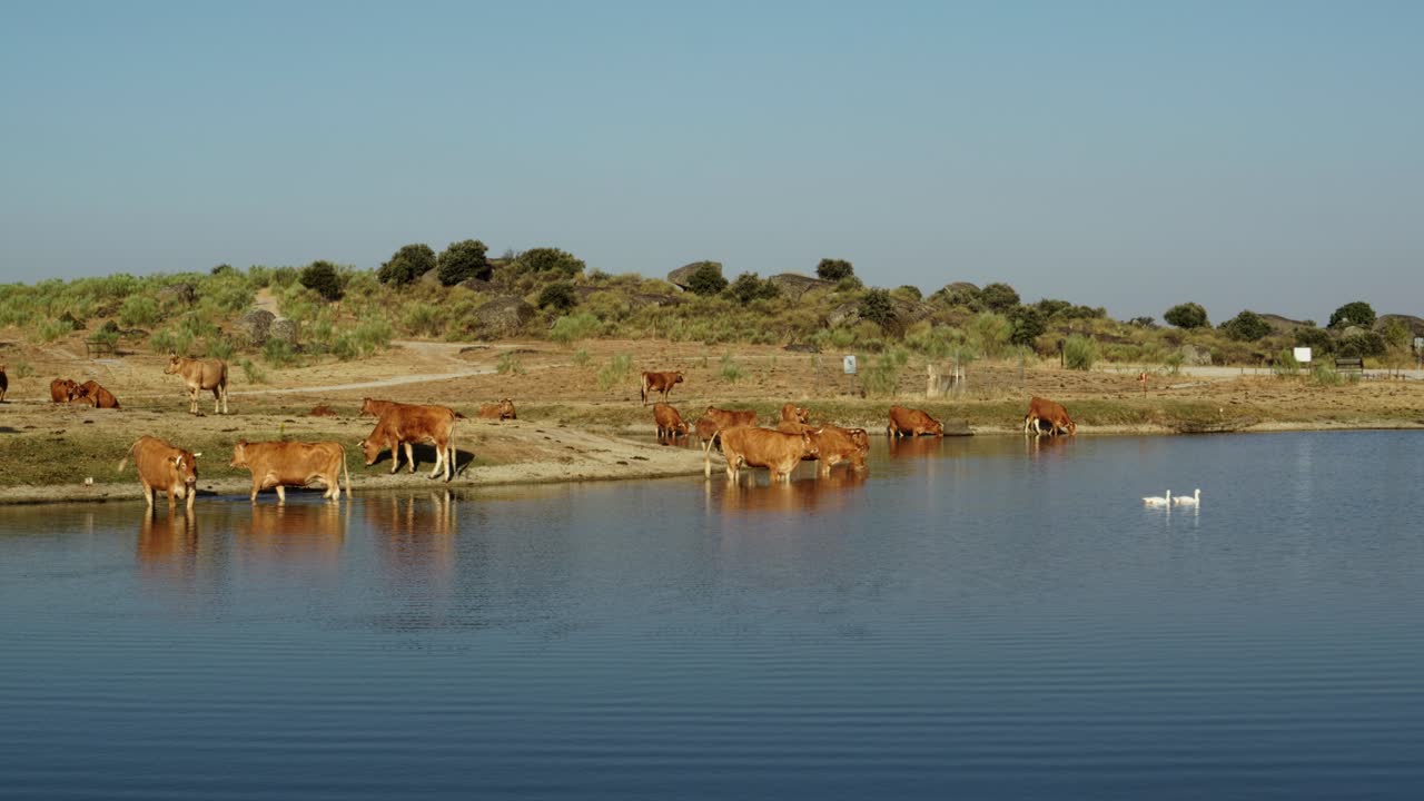 Vacas Bebendo Água de um Lago em uma Paisagem Rural