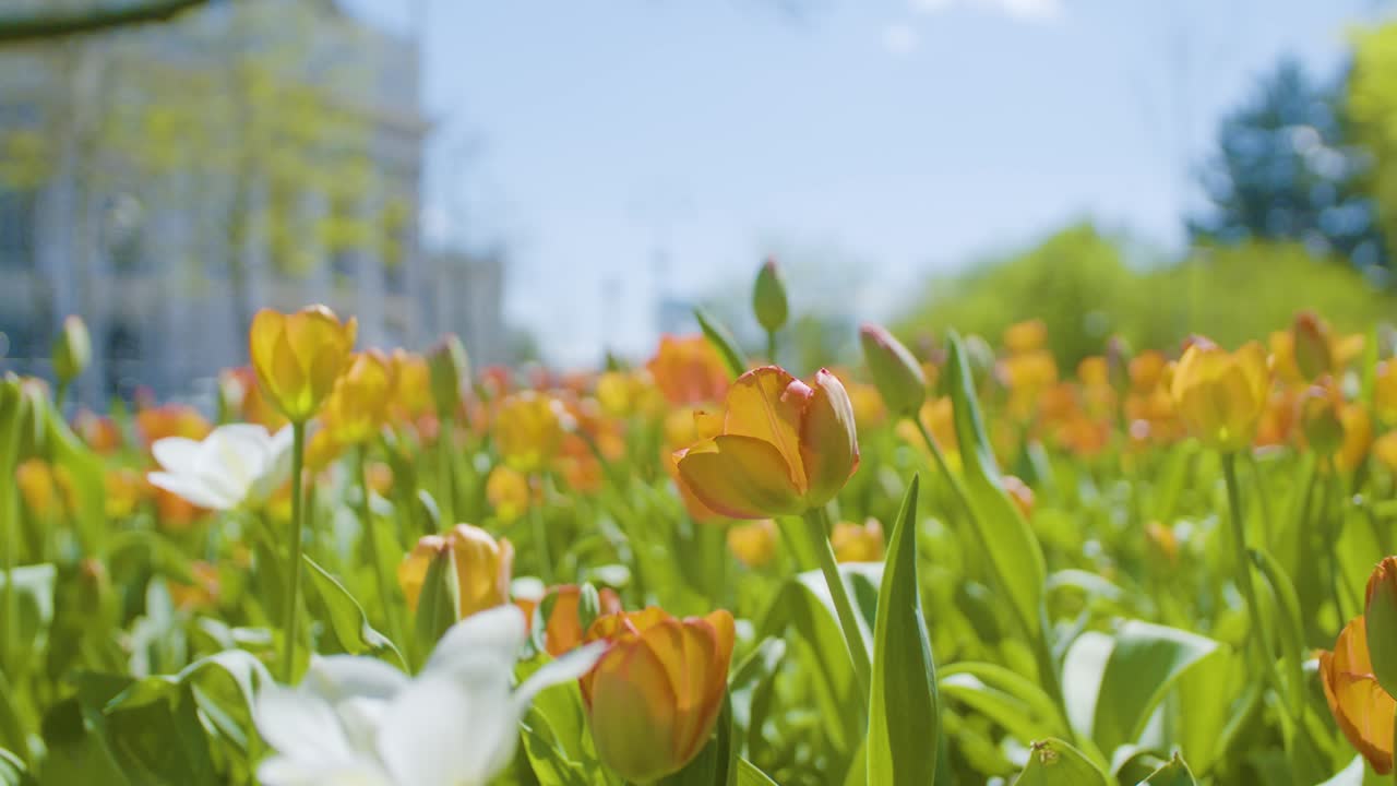 Low angle closeup of tulips field and urban defocused background . Dolly in