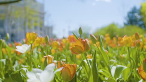 low angle closeup of tulips field and urban defocused background . dolly in