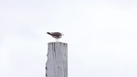 seagull perched on a weathered wooden post