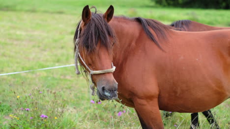 pastoreo de verano: un caballo de bahía con un halter que se alimenta en un prado verde