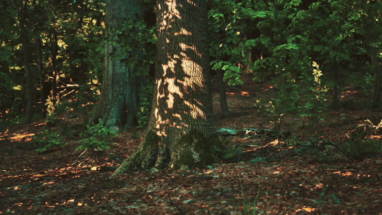 el tronco de un árbol iluminado por el sol en un bosque exuberante