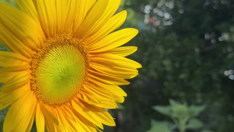 bright yellow sunflower in garden