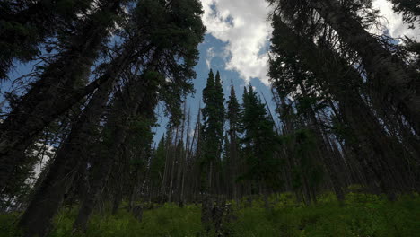 rolling clouds on a dense forest during sunny day. timelapse