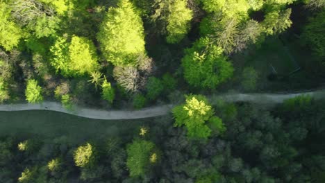 Idyllischer-Wanderradweg-Durch-Grünen-Wald