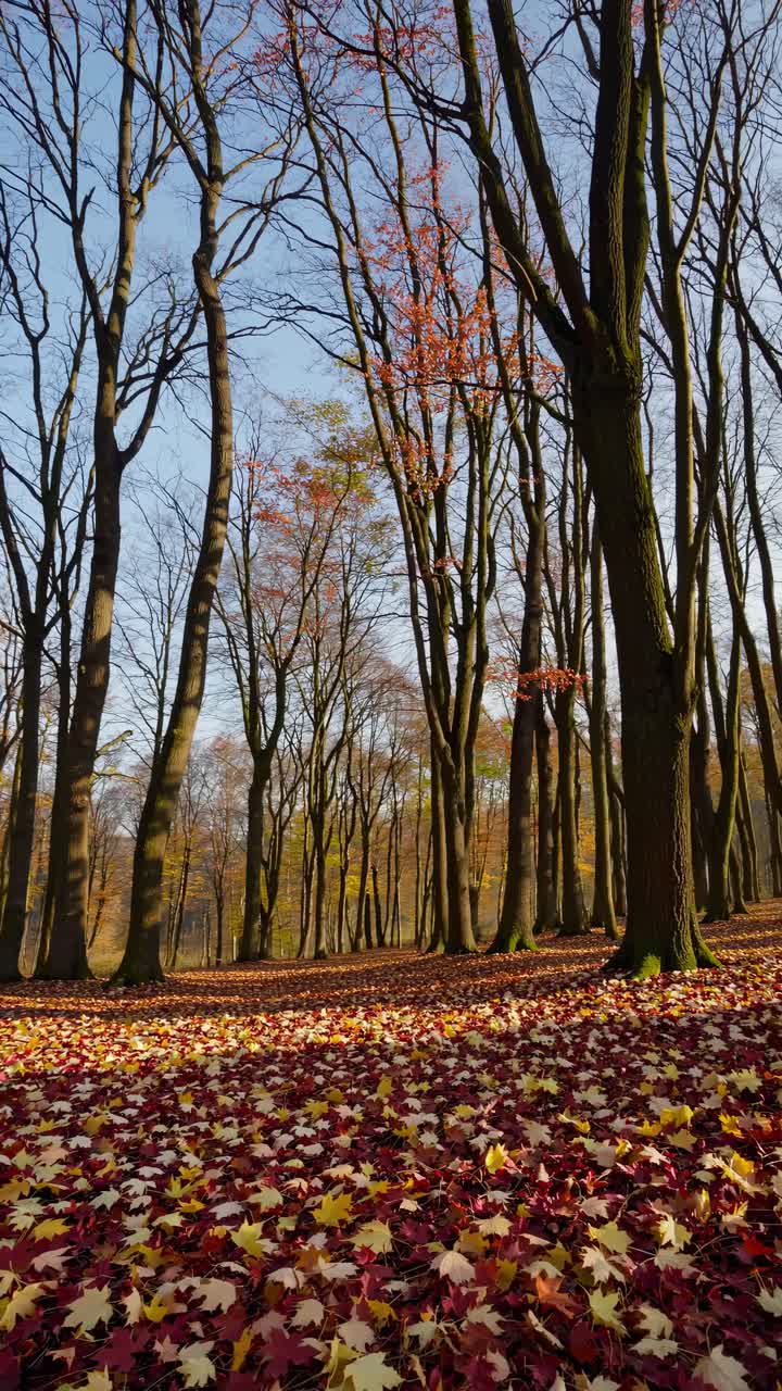 Low-angle shot of a forest in autumn, showcasing tall trees and a colorful carpet of fallen leaves