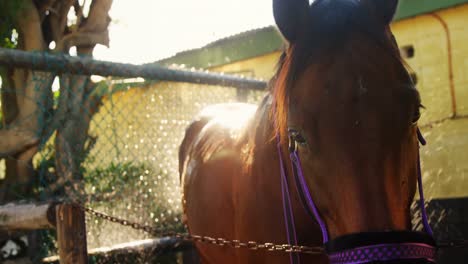 Horse-being-washed-with-water-4k