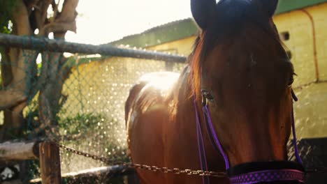 caballo siendo lavado con agua 4k