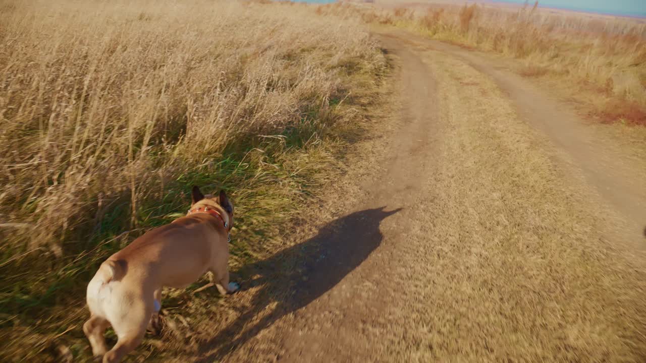 Un cane gioioso scorrazza in un prato dorato lungo un sentiero panoramico, godendosi la bellezza della natura e l'aria fresca, intraprendendo un viaggio avventuroso nella natura selvaggia