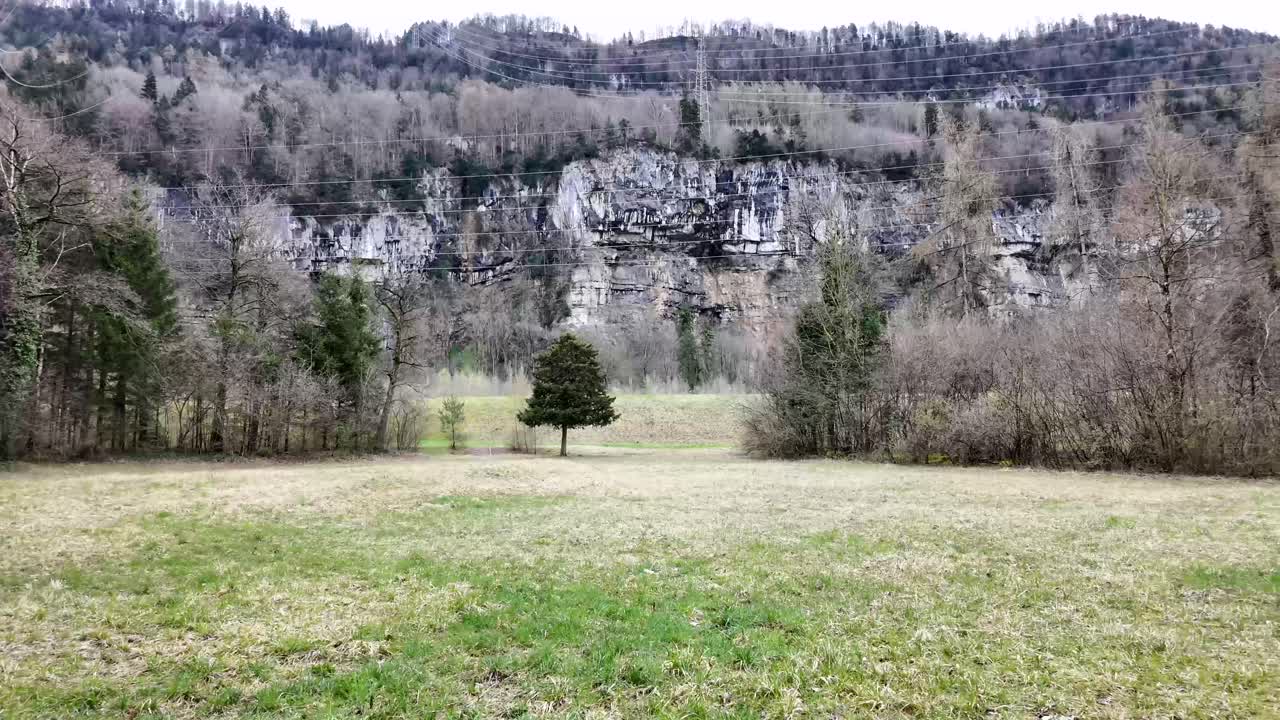 Ground Floor Shot Of Isolated Tree In Middle Of Green Forest, Switzerland