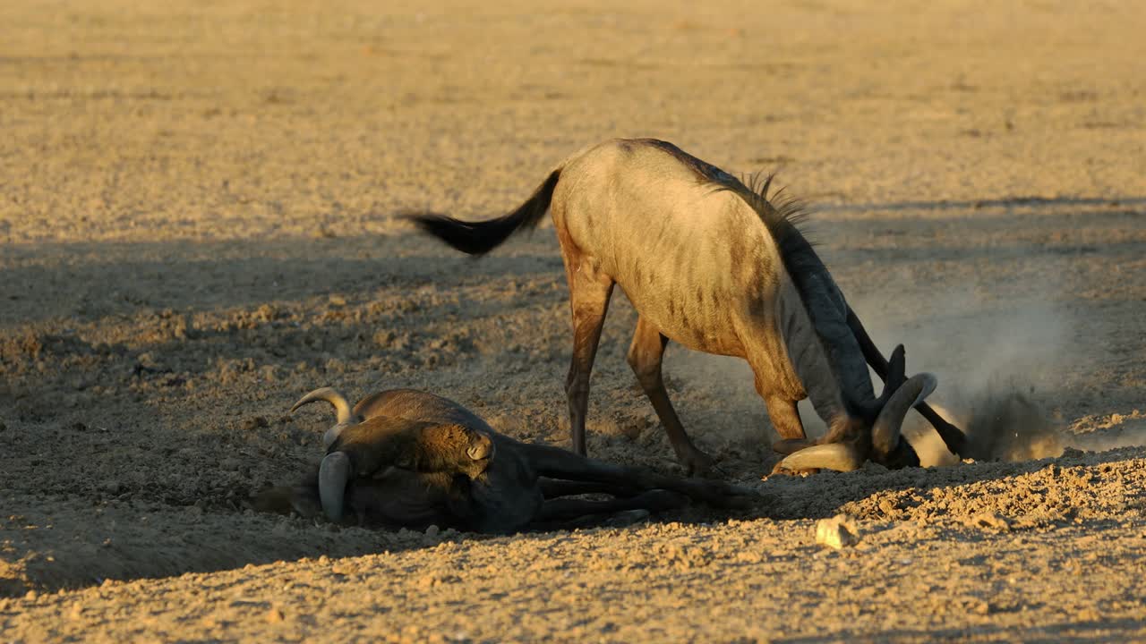 南アフリカ、カラハリ砂漠で砂埃の中で遊ぶ2頭のヌー。