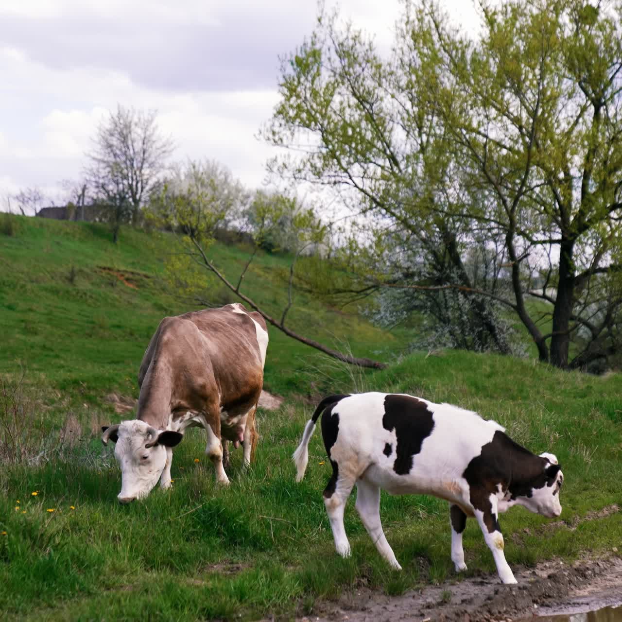 Cows grazing on a meadow. Cattle