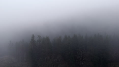 ätherische-Wälder:-Eine-Leinwand-Aus-Nebel-Und-Wald